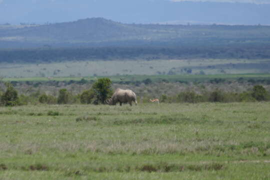 صورة Diceros bicornis michaeli Zukowsky 1965