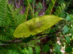 Image de Dalbergia pseudobaronii R. Vig.