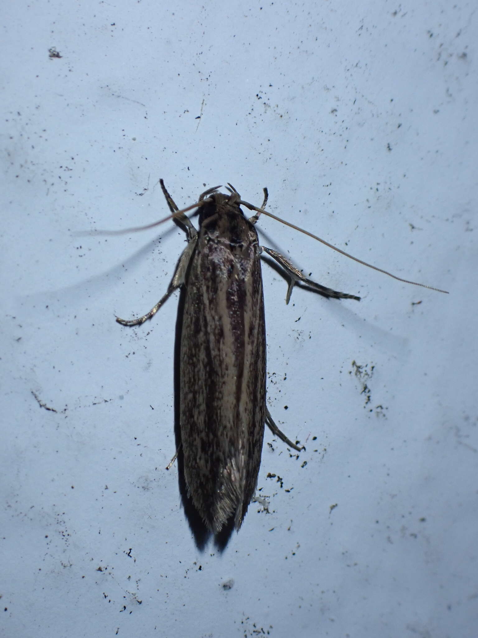 Image of Sugarcane borer