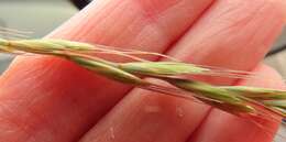 Image of Snake River wheatgrass