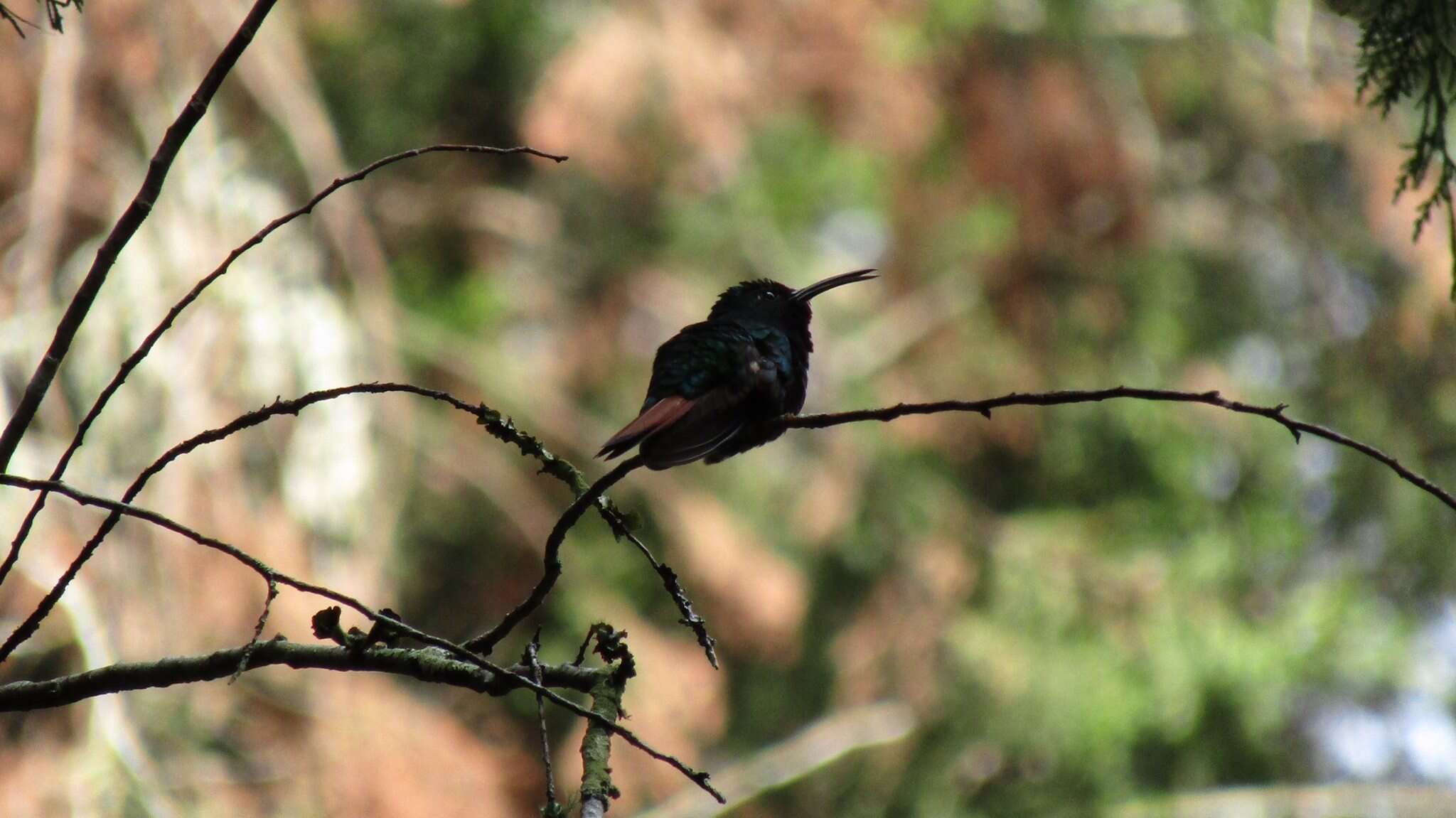 Image of Lazuline Sabrewing