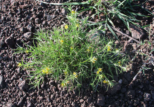 Imagem de Vahlia capensis (L. fil.) Thunb.