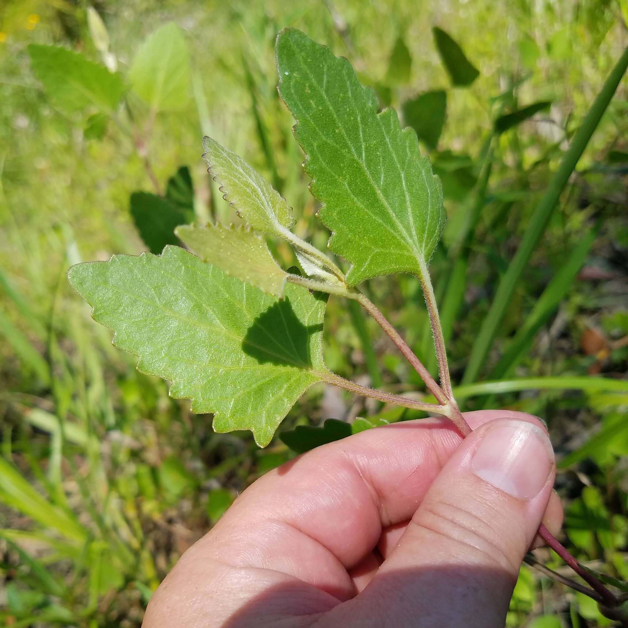 Image of semaphore thoroughwort