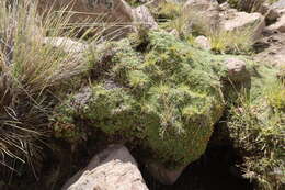 Image of Azorella diapensioides A. Gray