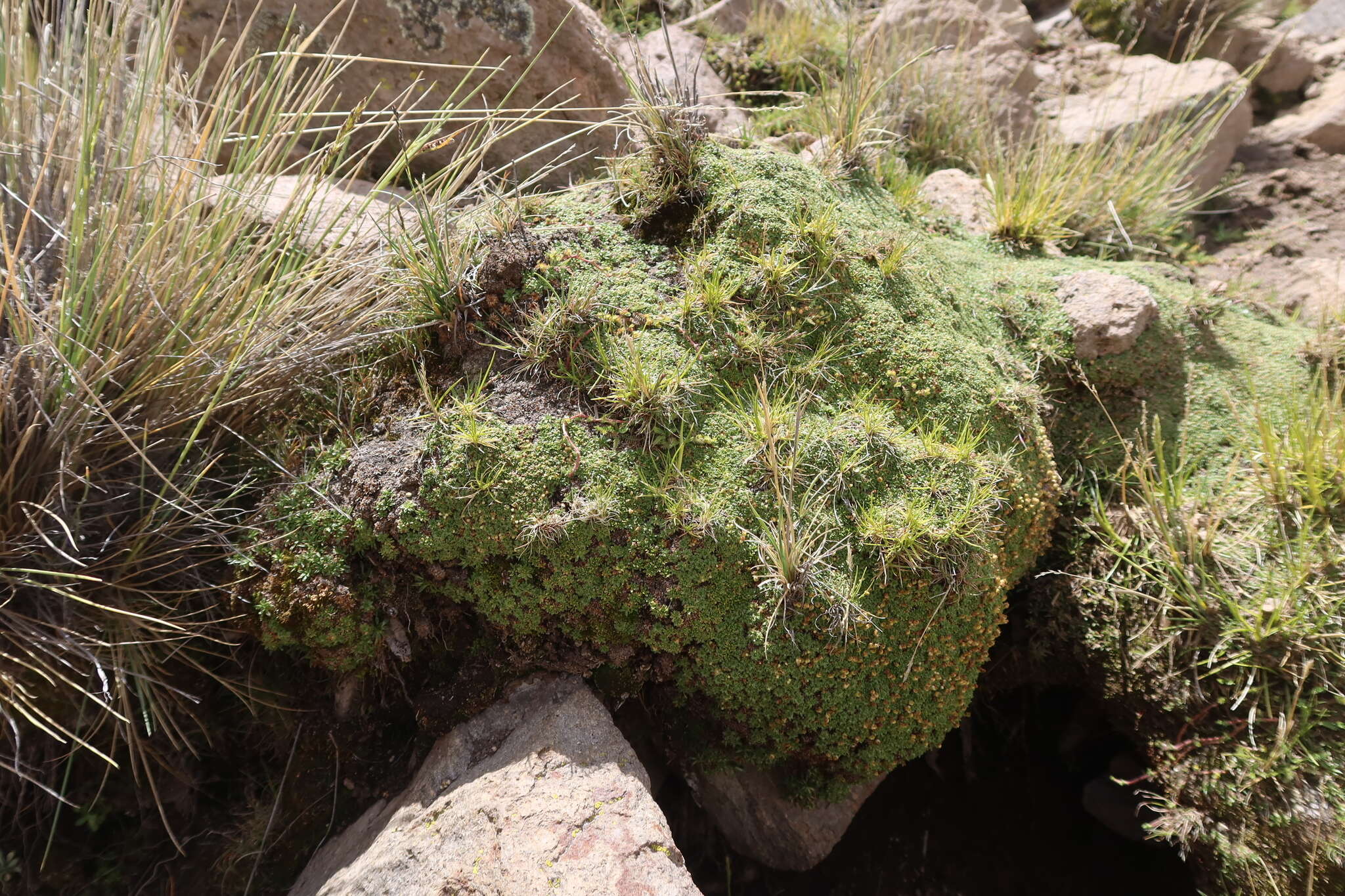 Imagem de Azorella diapensioides A. Gray