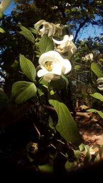 Image of Magic Dogwood