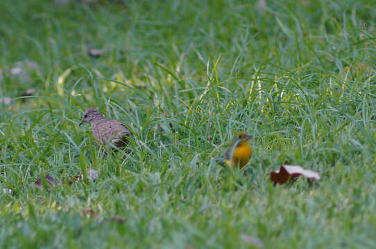 Image of Orange-breasted Bunting