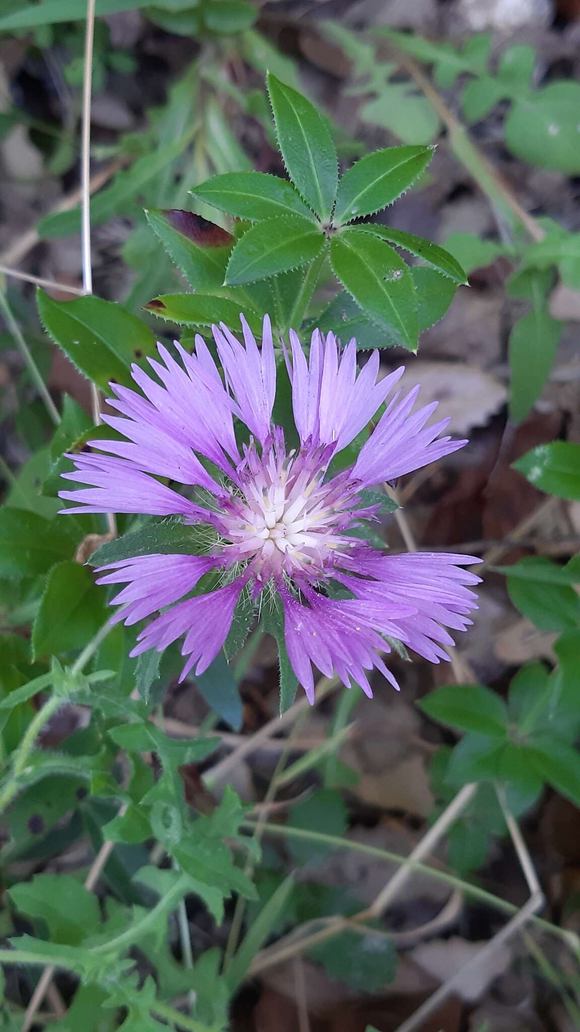 Image de Centaurea pullata L.