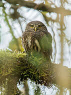 صورة Glaucidium bolivianum König & C 1991