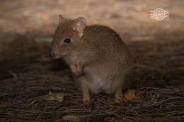 Image of Brush-tailed Bettong