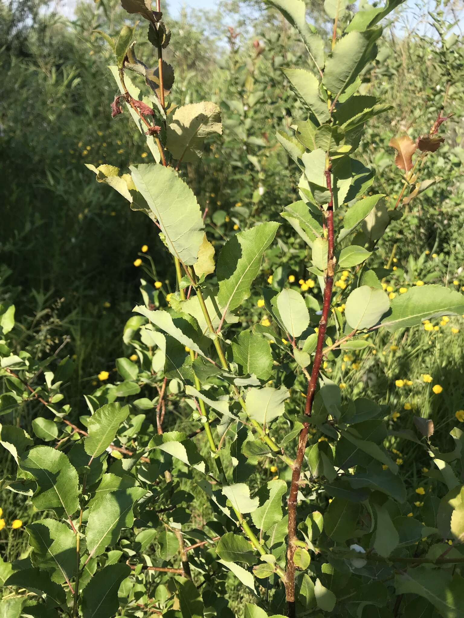 Image de Salix pyrolifolia Ledeb.