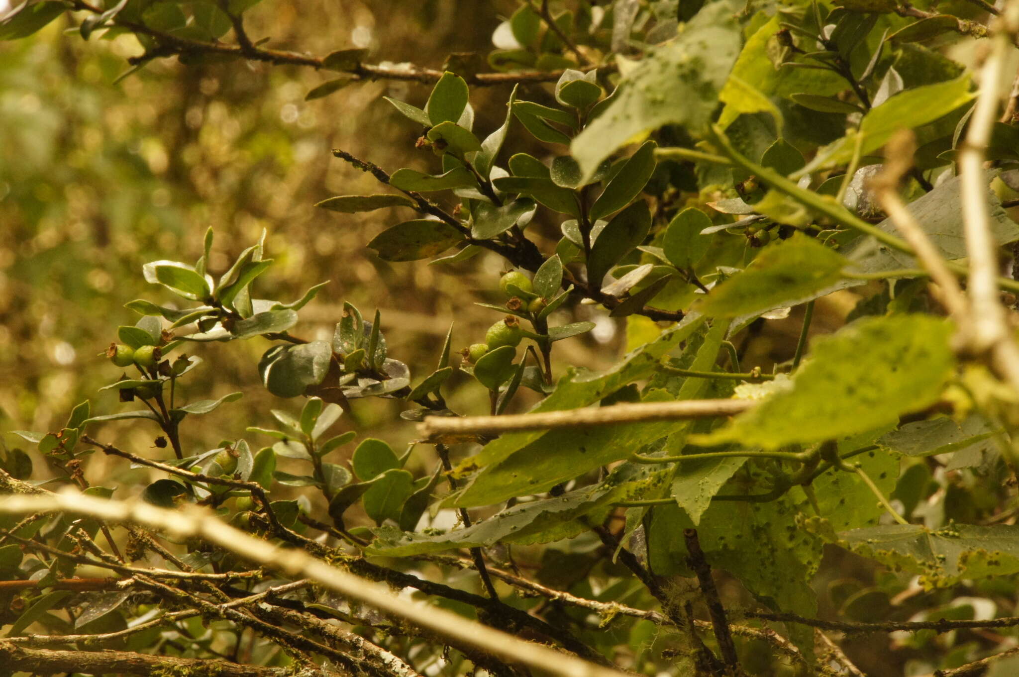 Myrcianthes leucoxyla (Ortega) Mc Vaugh resmi