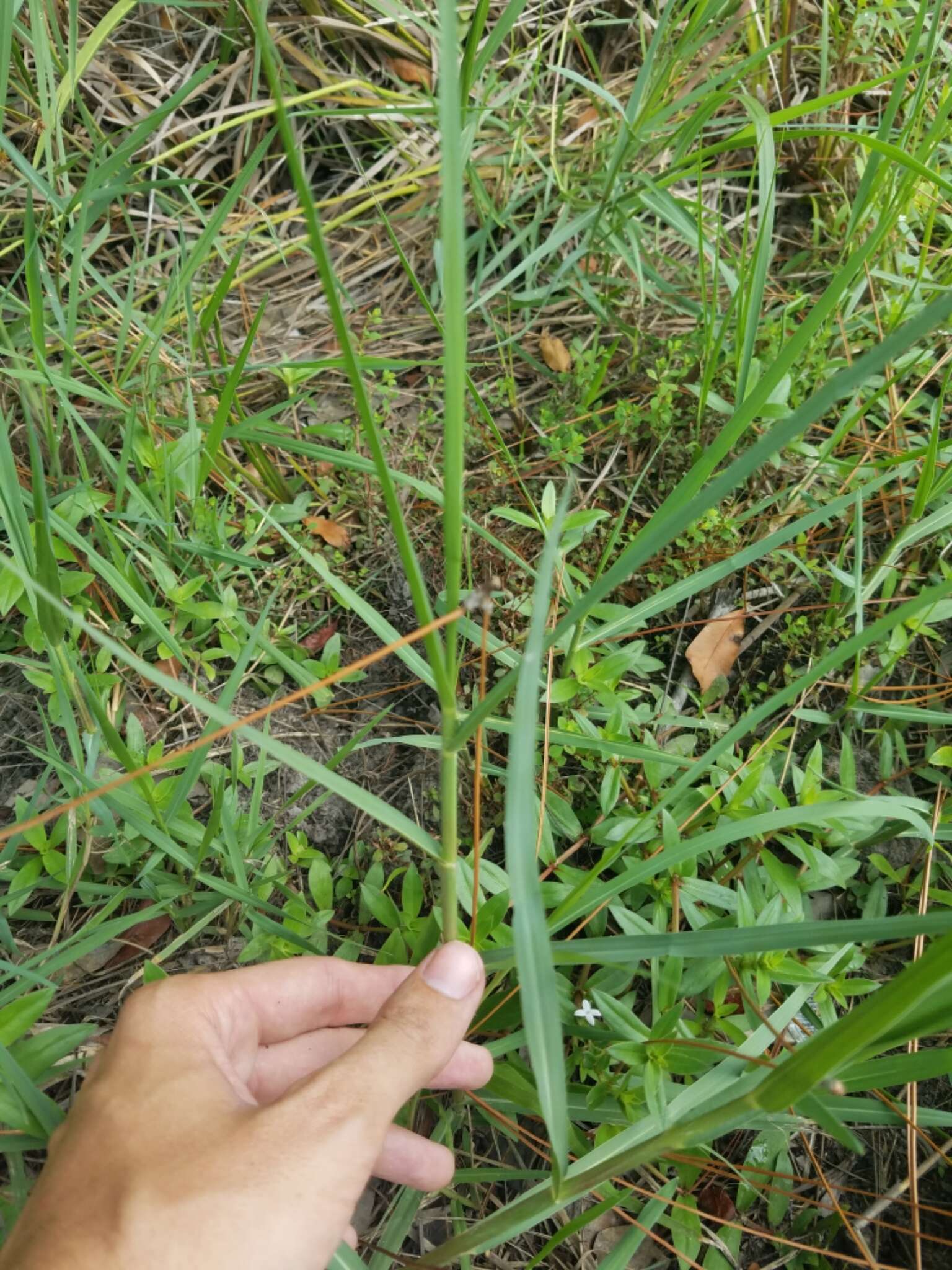 Image of torpedo grass