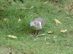 Image of Caribbean Dove