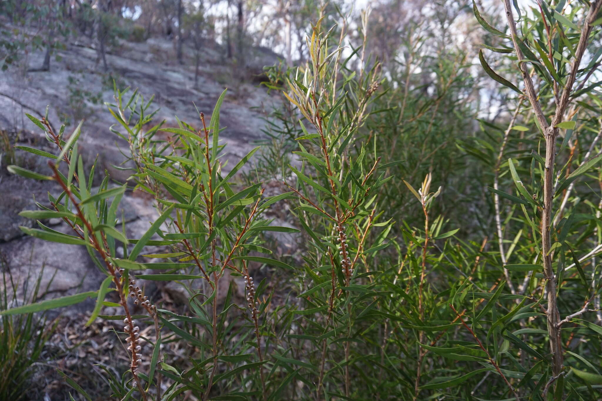 صورة Callistemon flavovirens (Cheel) Cheel