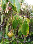 Sivun Sclerocroton melanostictus (Baill.) Kruijt & Roebers kuva