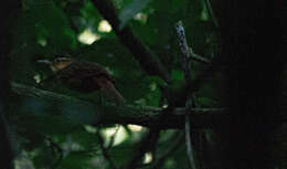 Image of Buff-throated Foliage-gleaner