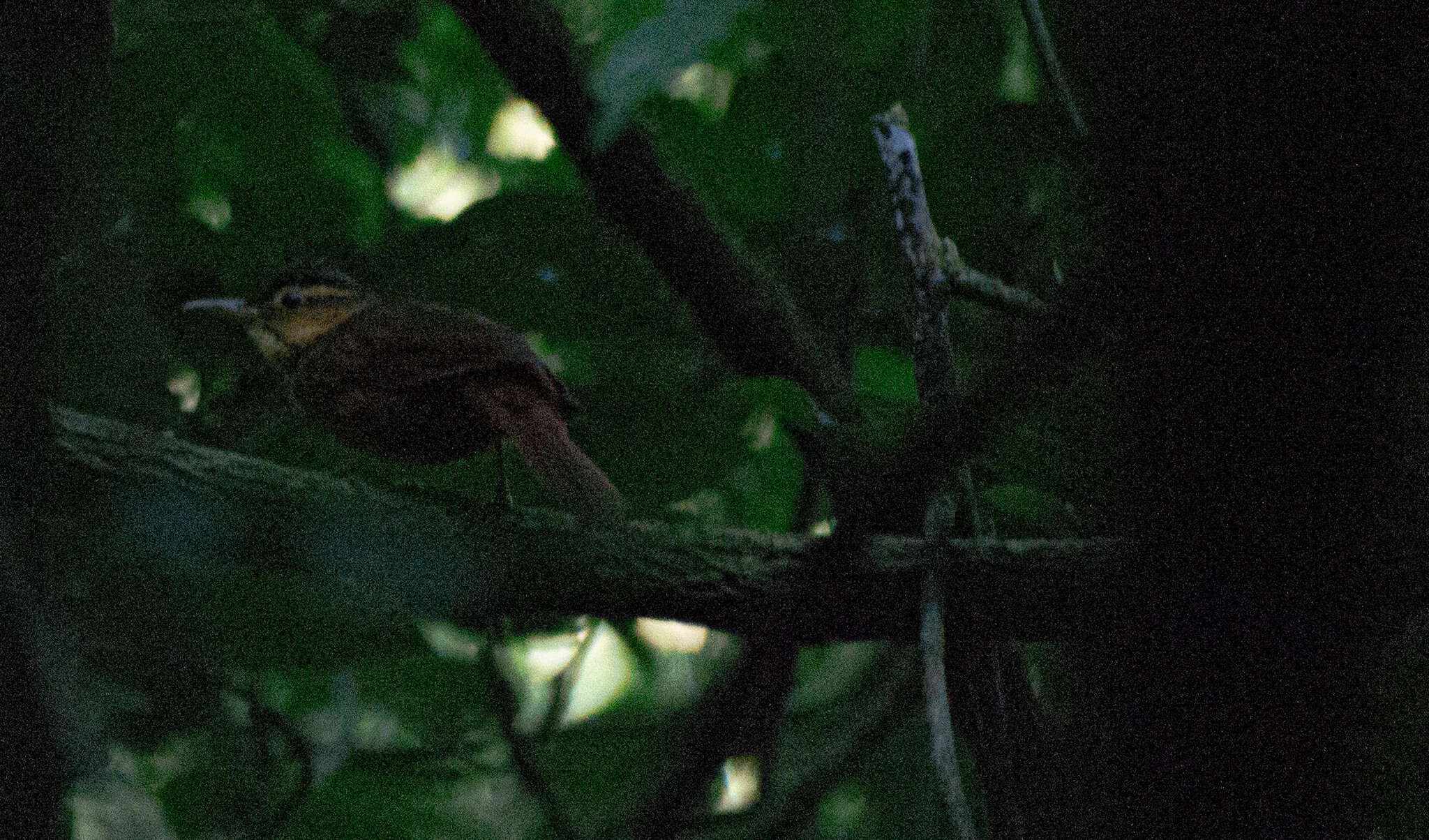 Image of Buff-throated Foliage-gleaner