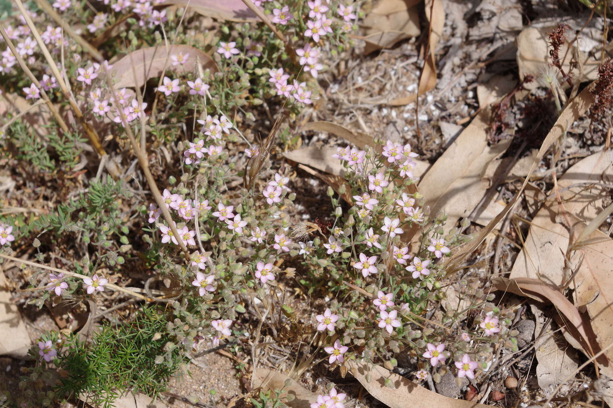 Слика од Rhodalsine geniculata (Poir.) F. N. Williams