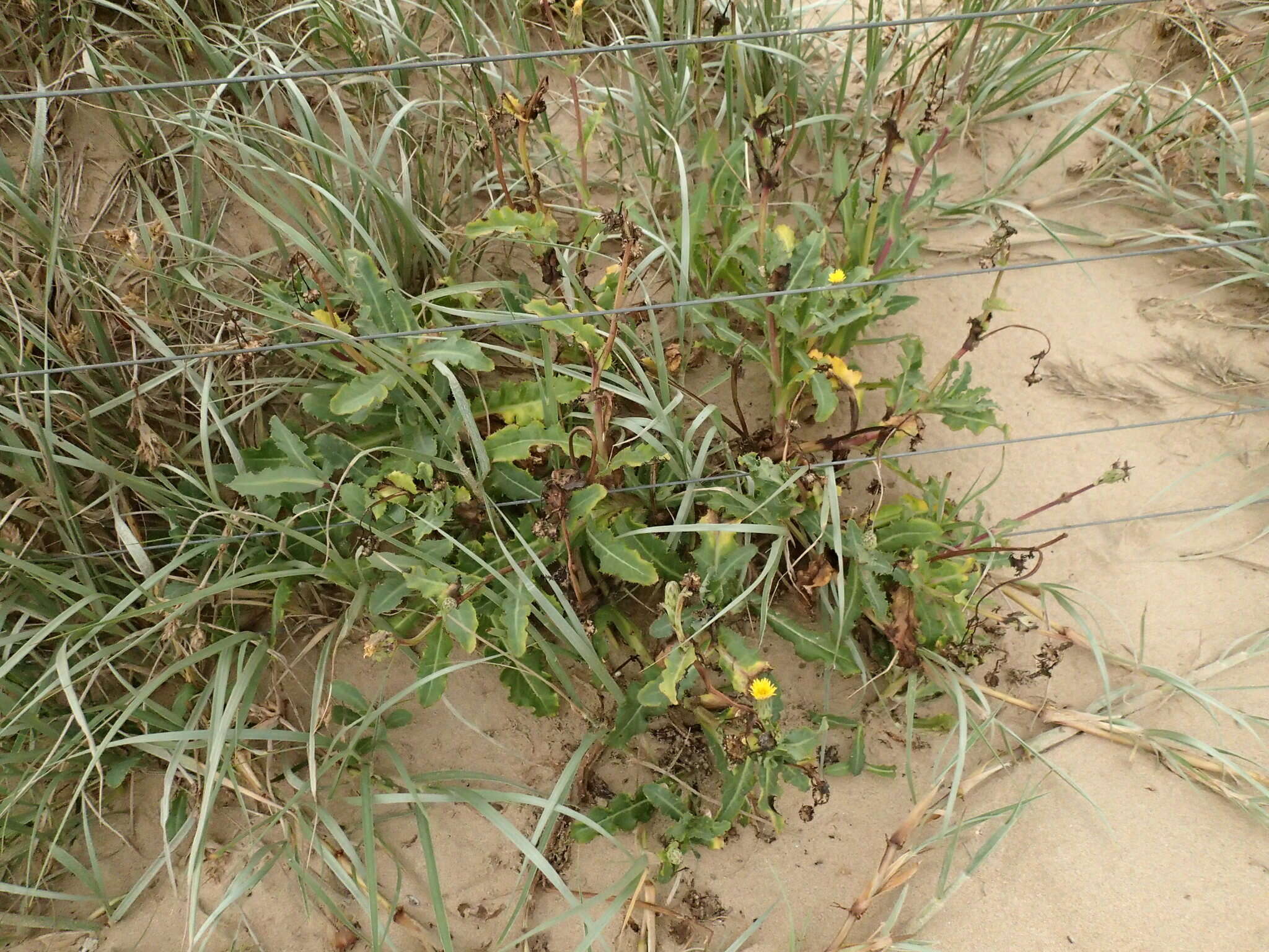 Image of Sonchus megalocarpus (Hook. fil.) J. Black