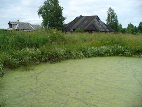 Imagem de Oenanthe aquatica (L.) Poir.