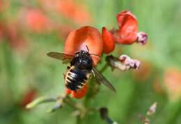 Plancia ëd Xylocopa tabaniformis sylvicola O'Brien & Hurd 1965