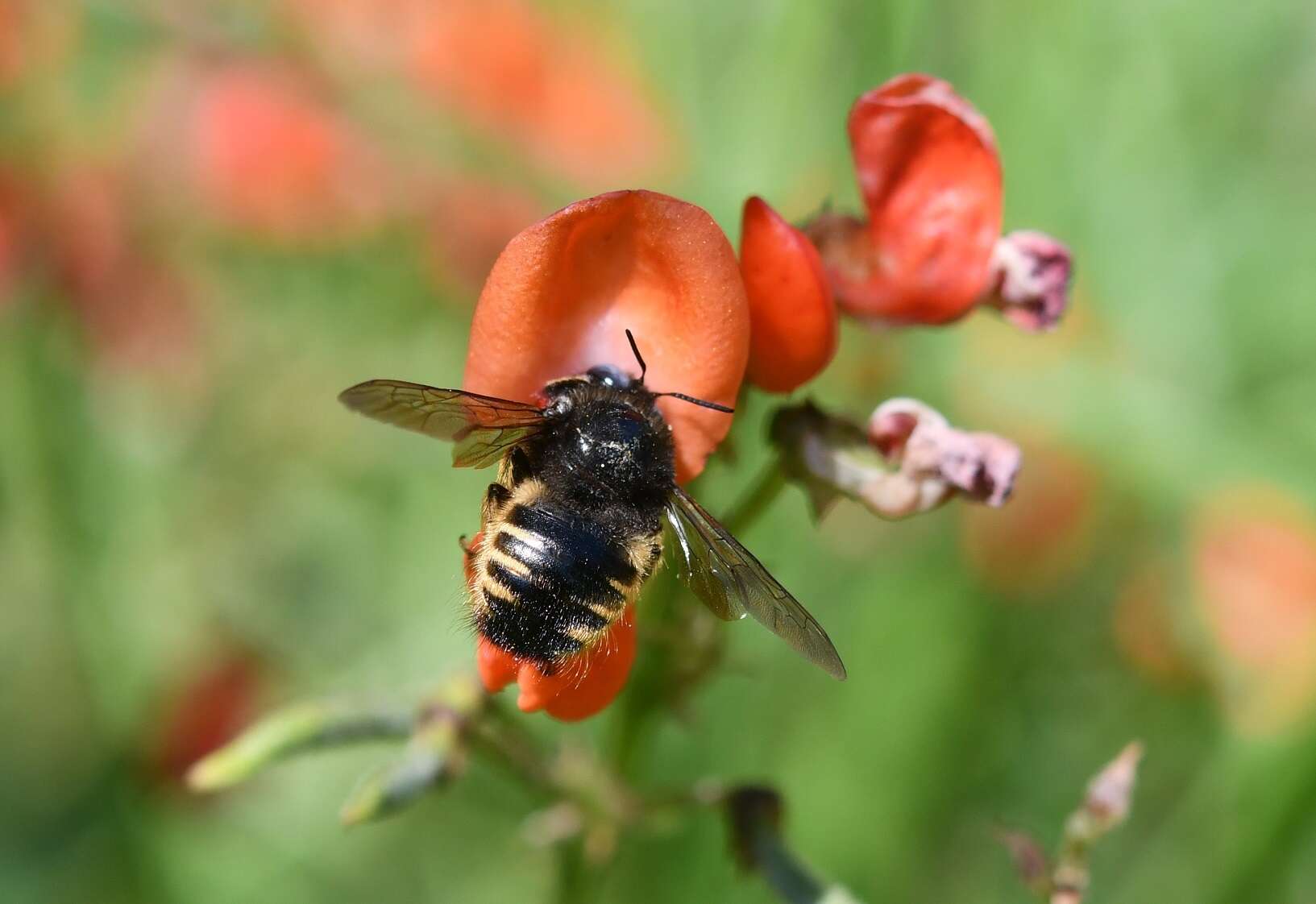 Plancia ëd Xylocopa tabaniformis sylvicola O'Brien & Hurd 1965