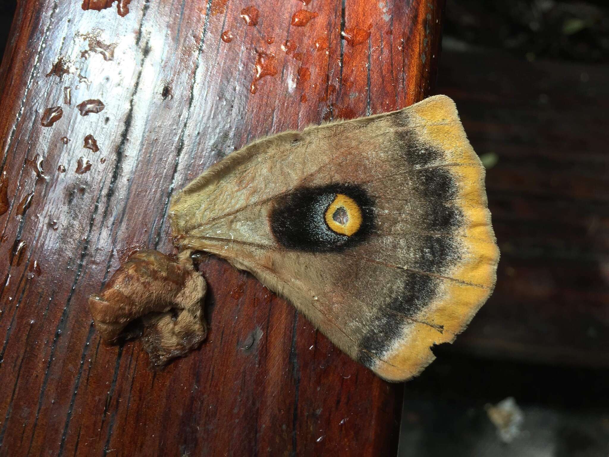 Image of Antheraea polyphemus mexicana (Hoffmann 1942)