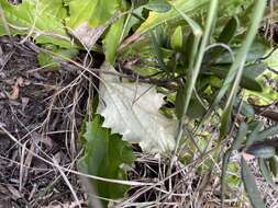 Image of Berkheya carlinoides (Vahl) Willd.