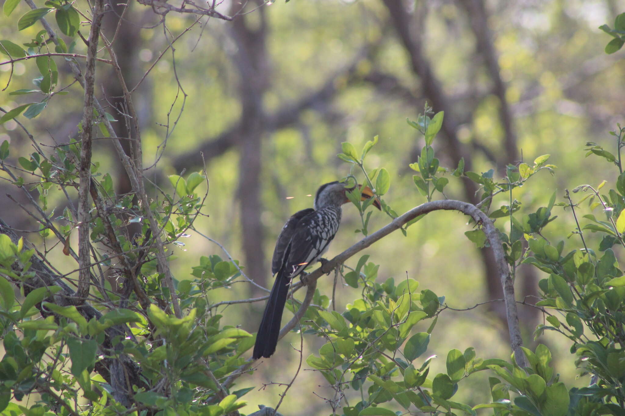 Image of Southern Yellow-billed Hornbill