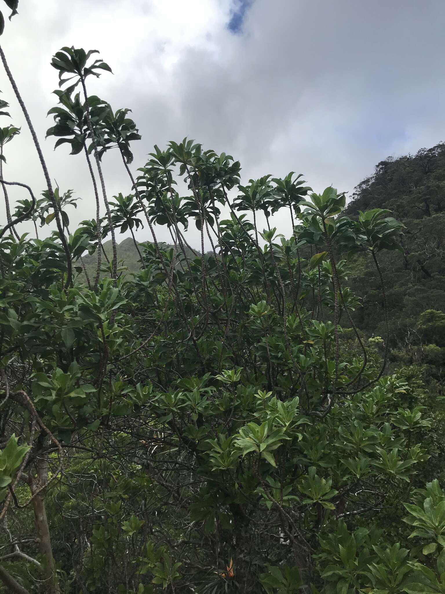 Image of mountain naupaka