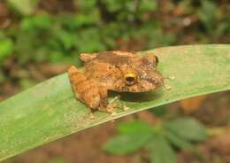 Plancia ëd Pristimantis cerasinus (Cope 1875)