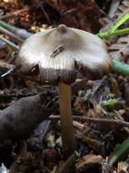 Image of Entoloma vernum S. Lundell 1937