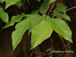 Image of Lyonia ovalifolia (Wall.) Drude