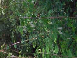 Image of pink snowberry