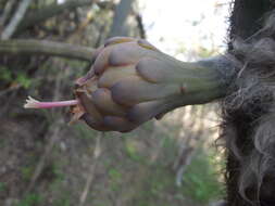 Plancia ëd Pilosocereus purpusii (Britton & Rose) Byles & G. D. Rowley