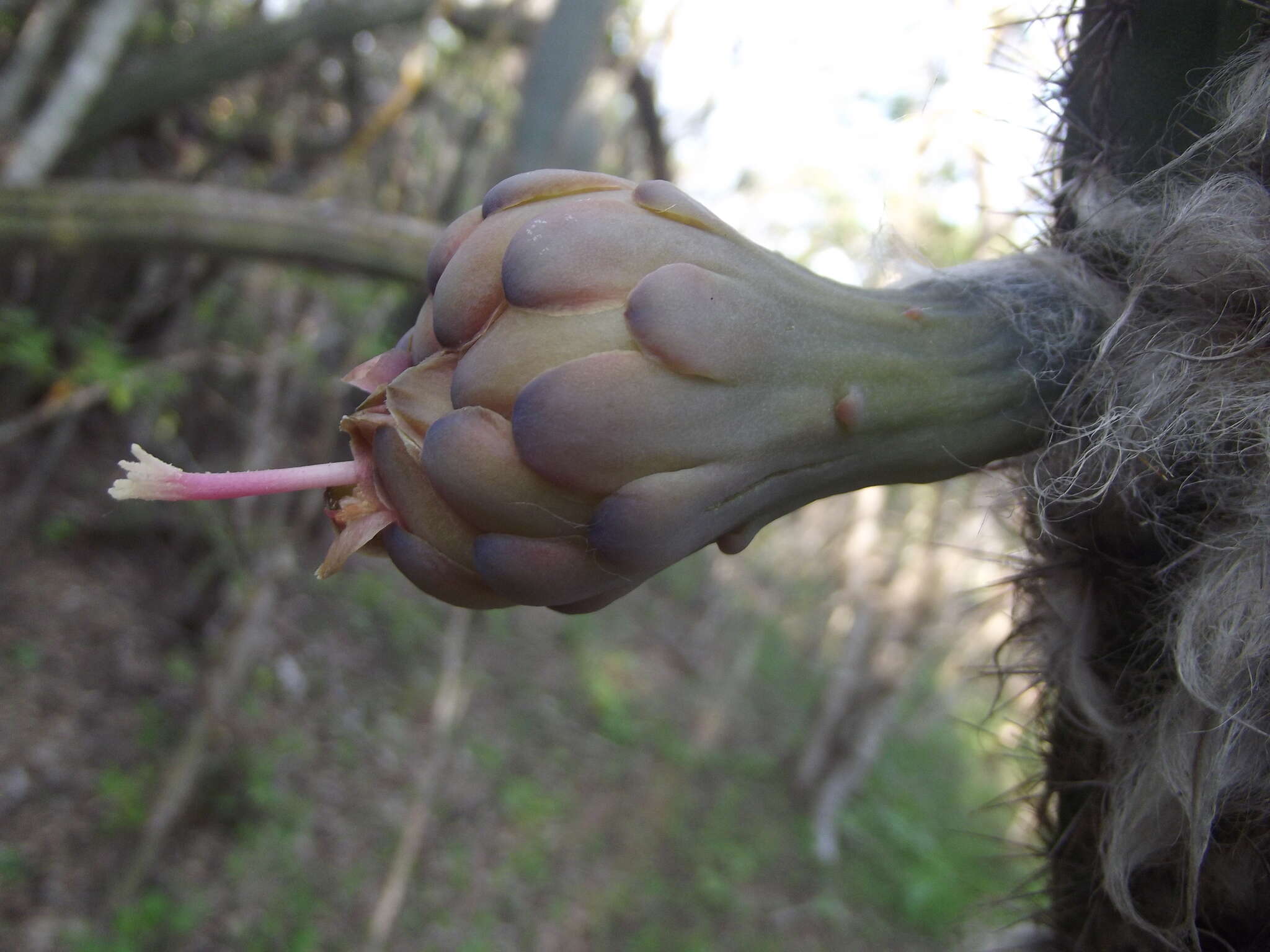 Plancia ëd Pilosocereus purpusii (Britton & Rose) Byles & G. D. Rowley