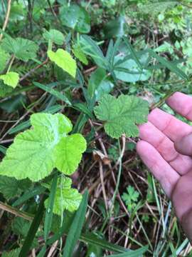 صورة Rubus moluccanus var. trilobus A. R. Bean