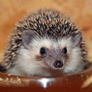 Image of Somali Hedgehog