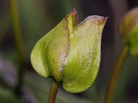 Image of island false bindweed