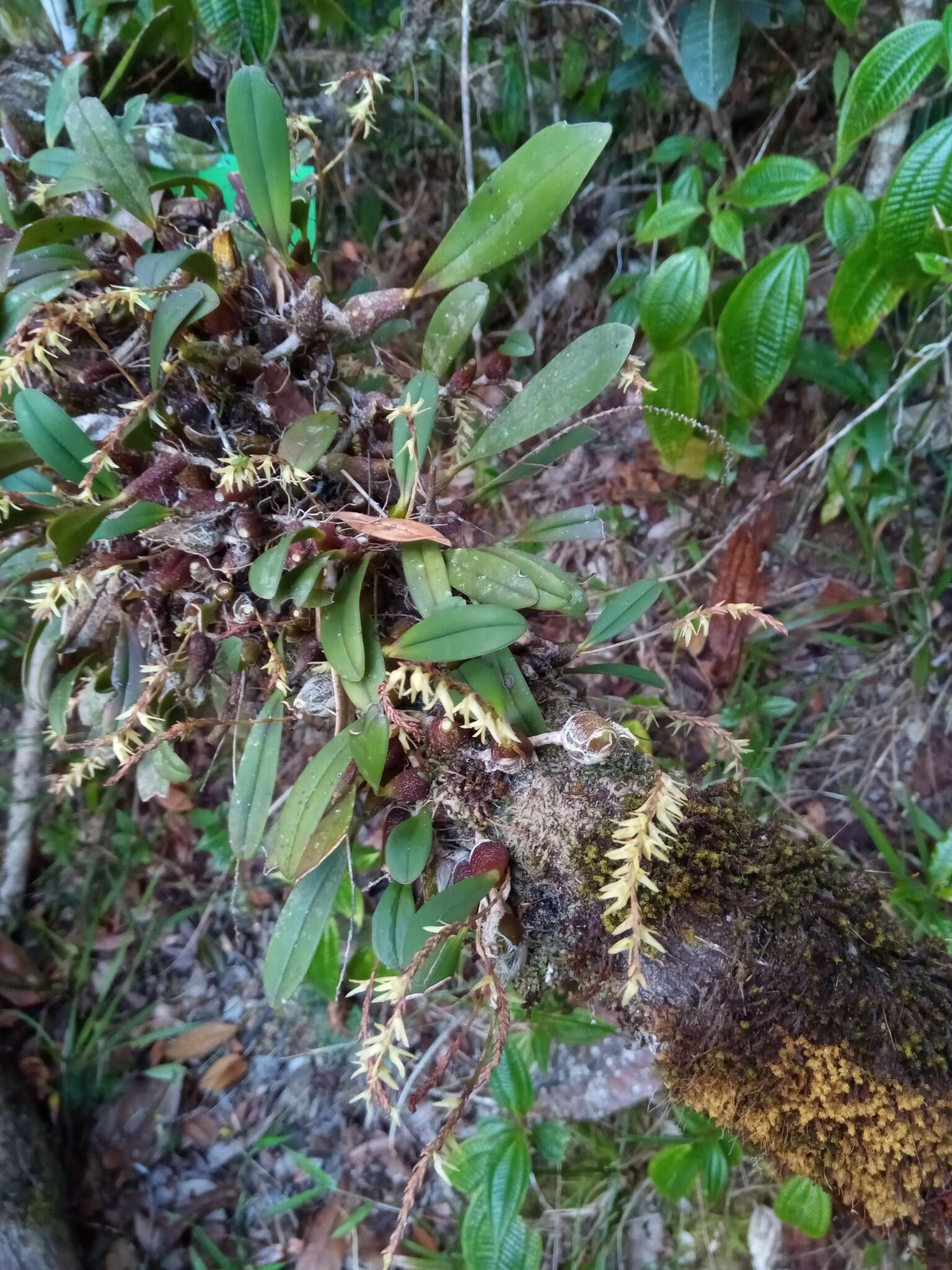 Слика од Bulbophyllum baronii Ridl.