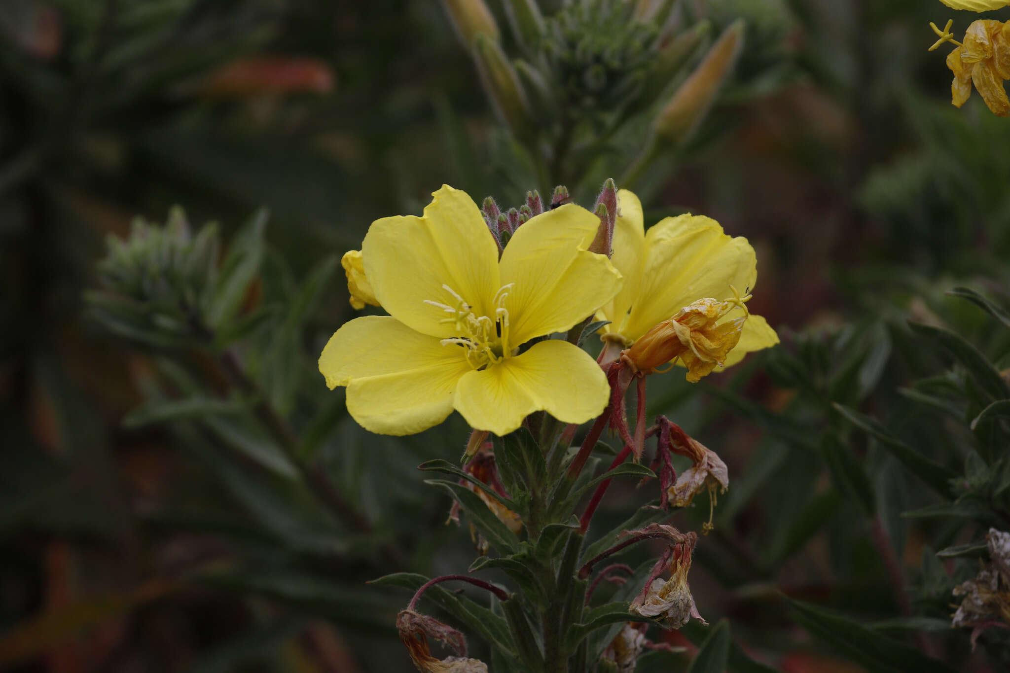 Oenothera elata Kunth的圖片