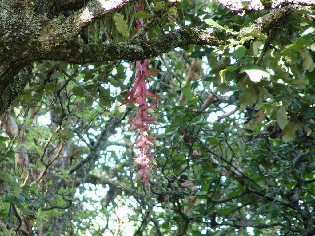 Imagem de Tillandsia eizii L. B. Sm.