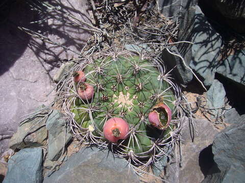 Image of Gymnocalycium saglionis (F. Cels) Britton & Rose