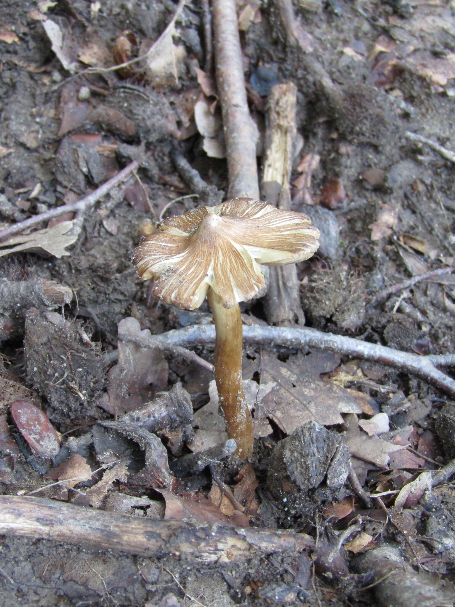 Image de Pseudosperma rimosum