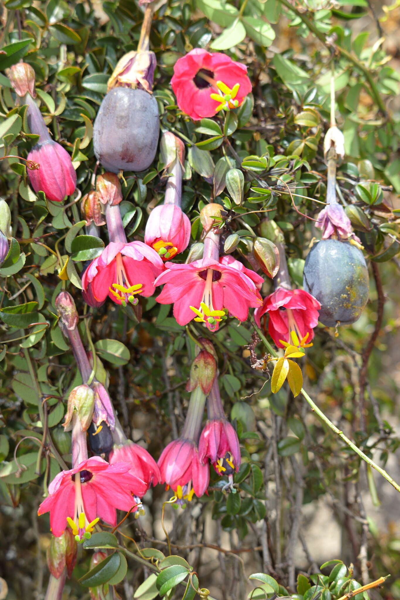 Слика од Passiflora huamachucoensis L. K. Escobar