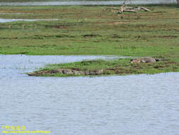 Image of Broad-snouted Crocodile