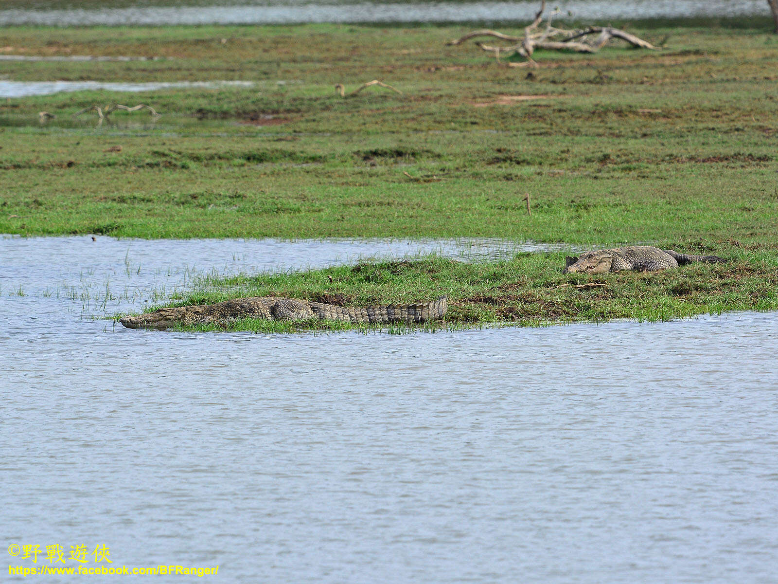 Image of Broad-snouted Crocodile