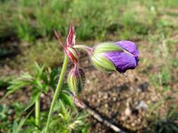 Imagem de Geranium sergievskajae