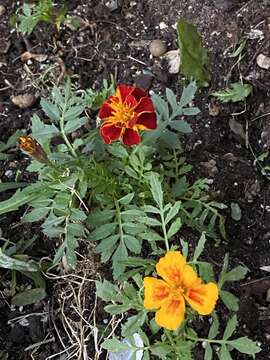 Image of French marigold